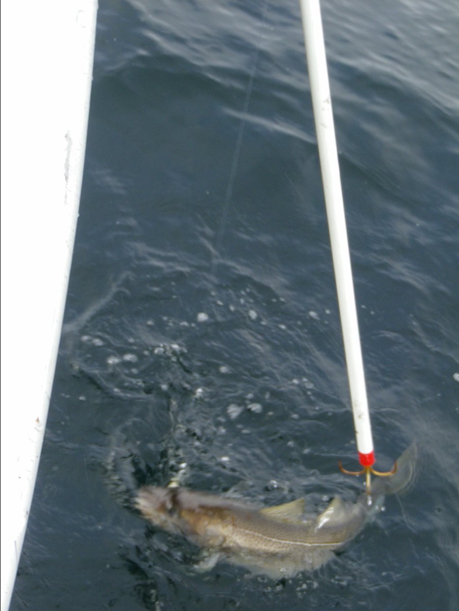 Cod Fishing40